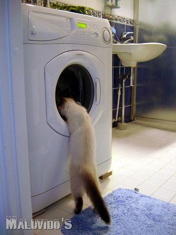 [Cat_investigates_washing_machine_2003-07-03.jpg]