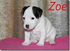zoe
