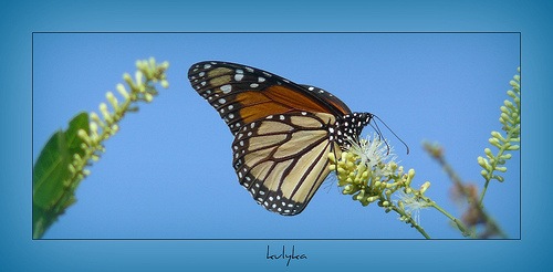 [Mariposa monarca por kulyka[1].jpg]