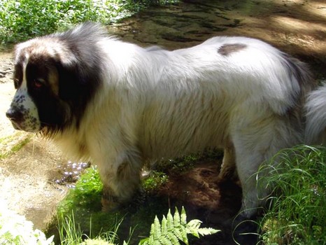 Obrázek