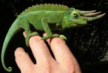 Obrázek