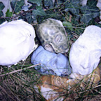  Earth (Gallery)