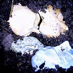 Earth (Gallery)