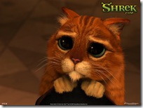 GATO DE SHEK gato de shek: