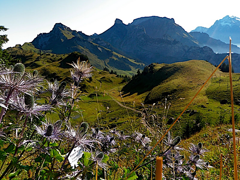 Ran A Short Loop in the Alpine Garden at the Top of Schynige Platte