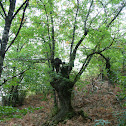 Sweet Chestnut