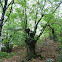 Sweet Chestnut