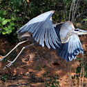 Great Blue Heron