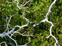 Desolation Loop 8-9-2009 1-37-04 PM.JPG Photo