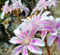 Trinity Alps 235.JPG