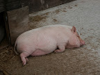 streamvale farm 041.jpg