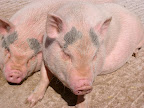 Pigs