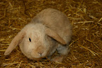Small Animals