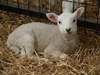 streamvale farm 053.jpg