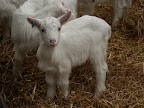 streamvale farm 056.jpg