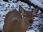 Deer in Snow