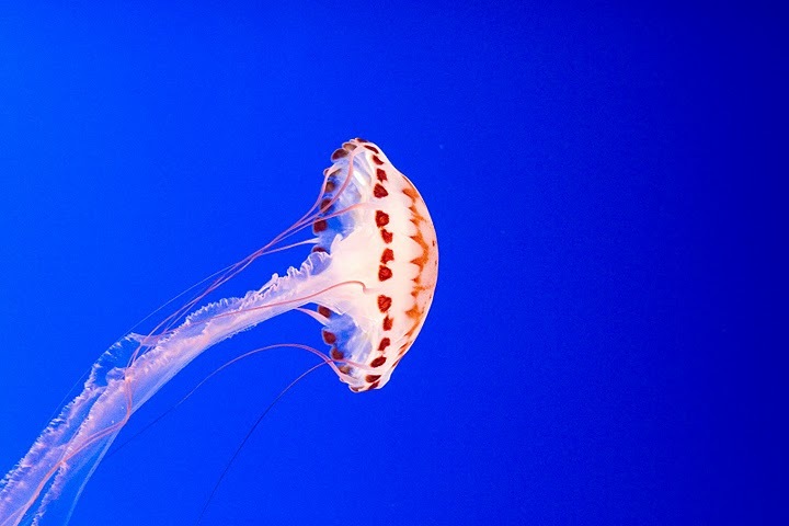 [Jelly Fish 2[3].jpg]