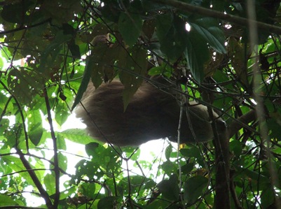 Uma preguiça pendurada no topo duma árvore, também no Panamá.