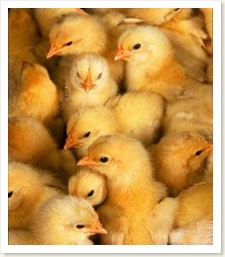 chicks2