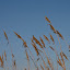  &ndash; Wuivend riet
