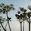 &ndash; Groots