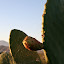  &ndash; Cactussen in bloei