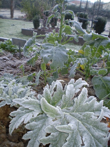 [Frost in June 2010 003[4].jpg]