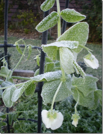 Frost in June 2010 005