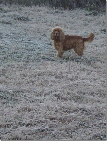 Frost in June 2010 008