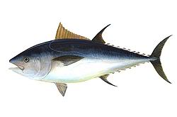 250px-Bluefin-big.jpg
