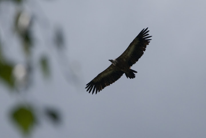DSC_0953.jpg
