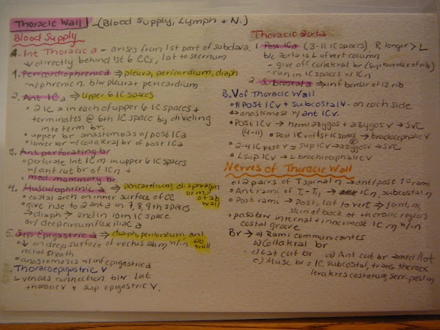 blood supply thorax