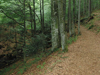 CIMG0268.JPG (Spiegelhütte, Bavaria, Germany) Photo