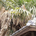 Kurashiki-29.JPG