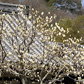 onomichi-34.JPG
