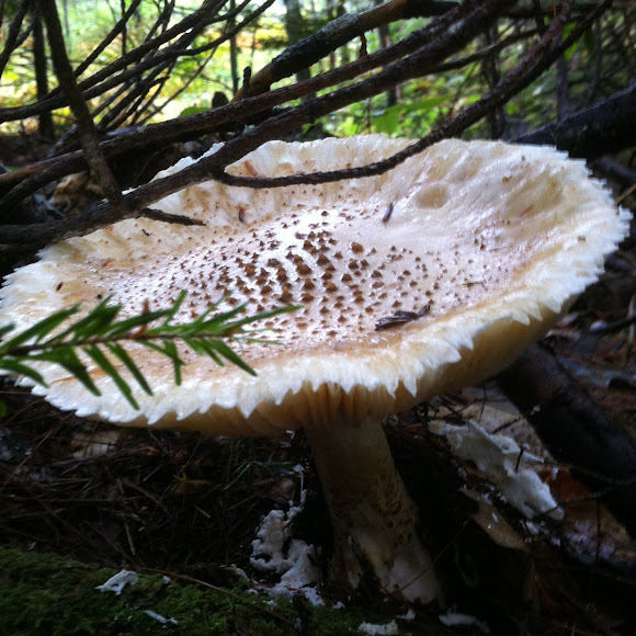 Spotting Image 1