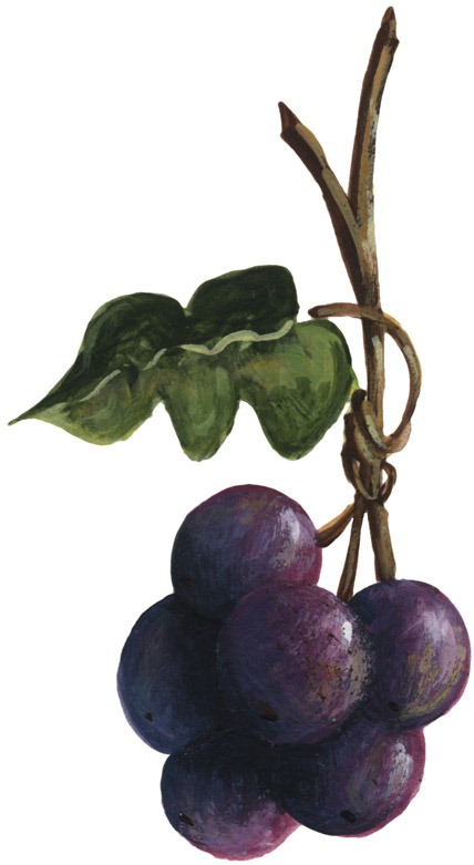 [Grapes03[4].jpg]