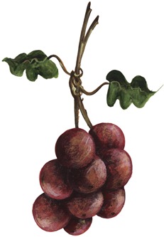 Grapes04