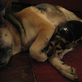 MOre Feaking Dog Pics