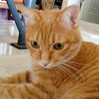http://lh5.ggpht.com/_yBv8t5azxoc/SXMEGwnfReE/AAAAAAAAAxg/dsEZq0GeKFM/s144-c/EeOBWJ.jpg