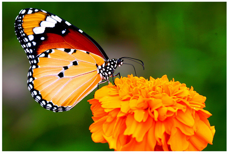 mariposa sobre una flor