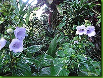 Pousada flores 15 mar&ccedil;o 2011 008