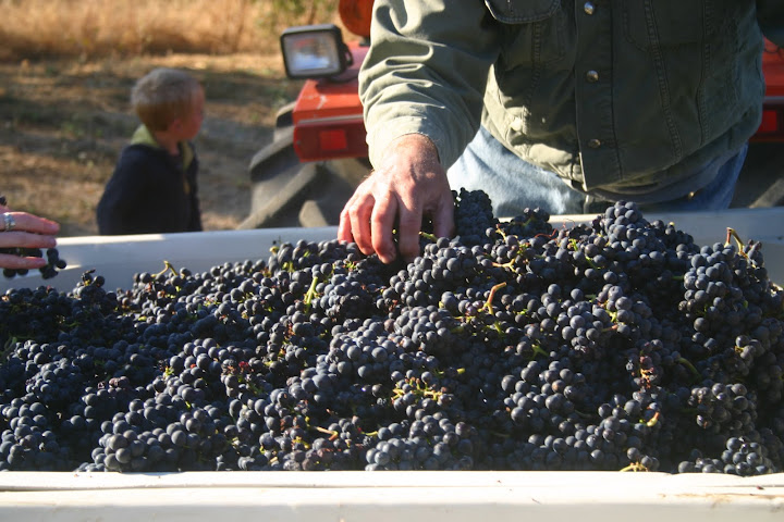 Russian River Valley Pinot Noir, Clone 16, Jackson Clone