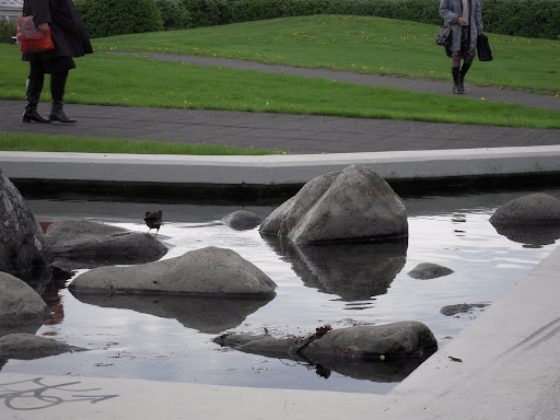 This little bird is the only thing brave or foolish enough to hop around in Icelandic water.