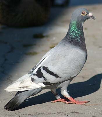 Dove Rock