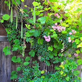 2009-08 Osterwaal 2009-08 Osterwaal