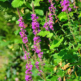 DSC_0242.jpg DSC_0242.jpg