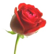 Rose-national-flower-britan