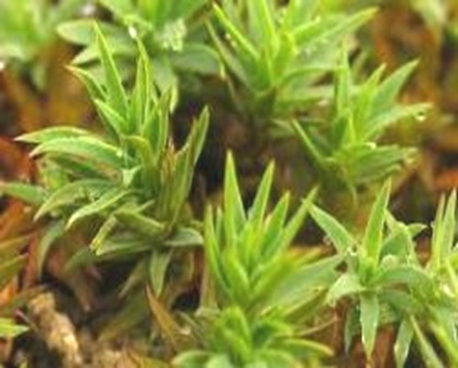 Pogonatum-Maiden-Hair-moss Pogonatum-Maiden-Hair-moss