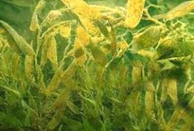 keips-Sea weeds-forest keips-Sea weeds-forest